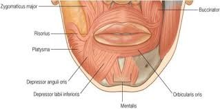 Mentalis
Origin:
Insertion:
Action: