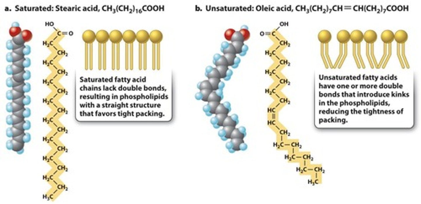 <p>Unsaturated lipids increase fluidity.</p>