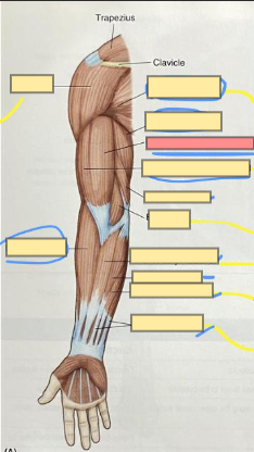 <p>flexes the lower arm</p>