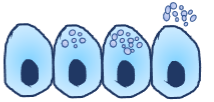 <p>What is the Merocrine Gland? (A type of exocrine gland)</p>