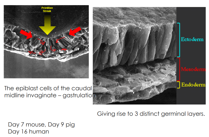 <ul><li><p>also called germ layer formation is the stage of embryological dev where disc becomes trilaminar</p></li><li><p>due to cellular migrations from surface to interior</p></li><li><p>mvt creates depression known as <mark data-color="purple">primitive streak</mark></p></li><li><p>layers of the trilaminar disc gives rise to specific organ systems</p></li></ul>