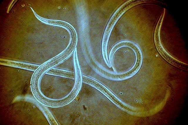 <ul><li><p>unsegmented</p></li><li><p>thick multilayered cuticle</p></li><li><p>Gas and nutrient exchange occurs through the cuticle and the gut wall</p></li><li><p>The pharynx, a muscular anterior organ, moves materials through the gut</p></li><li><p>lot are microscopic</p></li><li><p>Modes of nutrition</p><ul><li><p><span><span>Scavengers </span></span><span style="line-height: 0px;"><span>​</span></span></p></li><li><p class="Paragraph WhiteSpaceCollapse SCXP170559982 BCX0" style="text-align: left;"><span><span>Predators</span></span><span style="line-height: 0px;"><span>​</span></span></p></li><li><p class="Paragraph WhiteSpaceCollapse SCXP170559982 BCX0" style="text-align: left;"><span><span>Parasites</span></span></p></li></ul></li></ul><p></p>