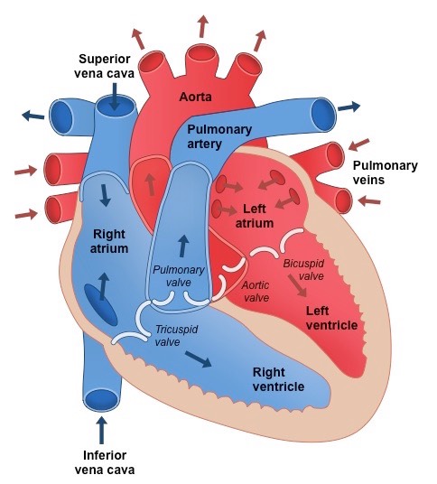 <p>Atrial Systole</p><ol><li><p>The walls of the <strong>atria</strong> <strong>contract</strong></p><ul><li><p>Atrial volume decreases</p></li><li><p>Atrial pressure&nbsp;increases&nbsp;</p></li></ul></li><li><p>The pressure in the atria rises above that in the ventricles, <strong>forcing the atrioventricular </strong>(<strong>AV</strong>)<strong> valves open</strong></p></li><li><p>Blood is forced into the ventricles</p><ul><li><p>There is a slight increase in ventricular pressure and chamber volume as the <strong>ventricles receive the blood from the atria</strong></p></li></ul></li><li><p>The ventricles are relaxed at this point; <strong>ventricular diastole</strong> coincides with atrial systole</p></li></ol><p>Ventricular Systole</p><ol><li><p>The walls of the <strong>ventricles contract</strong></p><ul><li><p>Ventricular volume decreases</p></li><li><p>Ventricular pressure increases</p></li></ul></li><li><p>The pressure in the ventricles rises above that in the atria</p><ul><li><p>The<strong> AV valves</strong> are forced<strong> </strong>to<strong> close</strong>, preventing backflow of blood</p></li></ul></li><li><p>The pressure in the ventricles rises above that in the aorta and pulmonary artery</p><ul><li><p>The<strong> semilunar (SL) valves</strong> are forced<strong> open,</strong> so blood is forced into the arteries and out of the heart</p></li></ul></li><li><p>During this period:</p><ul><li><p>The atria are relaxing; <strong>atrial diastole </strong>coincides with ventricular systole</p></li><li><p>The blood flow to the heart continues, so the relaxed <strong>atria begin to fill with blood</strong> again</p></li></ul></li></ol><p>Diastole</p><ol><li><p>The <strong>ventricles and atria </strong>are both<strong> relaxed</strong></p></li><li><p>The pressure in the ventricles drops below<strong> </strong>that in the aorta and pulmonary artery, forcing the <strong>SL valves</strong> to <strong>close</strong></p></li><li><p>The atria continue to fill with blood&nbsp;&nbsp;</p><ul><li><p><strong>Blood returns to the heart</strong>&nbsp;via the vena cava and pulmonary vein</p></li></ul></li><li><p>Pressure in the atria rises above that in the ventricles, forcing the<strong> AV valves open</strong></p></li><li><p><strong>Blood flows passively into the ventricles</strong> without need for atrial systole</p></li><li><p>The cycle then begins again with atrial systole</p></li></ol><p></p>