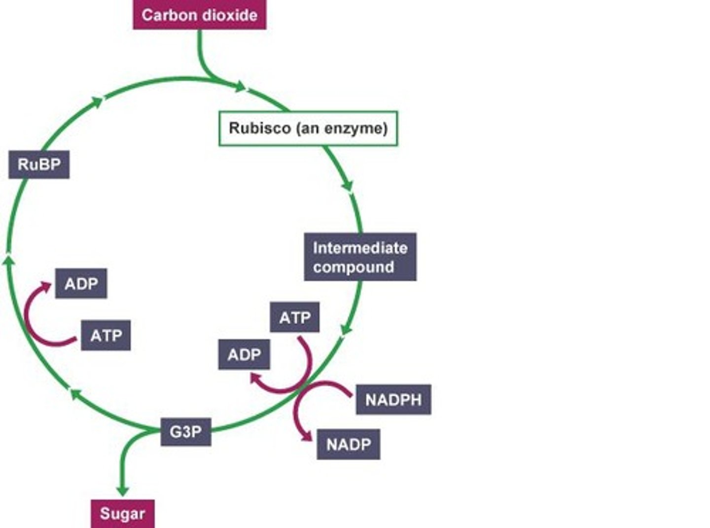 <p>Enzyme fixing CO2 to RuBP in carbon fixation.</p>