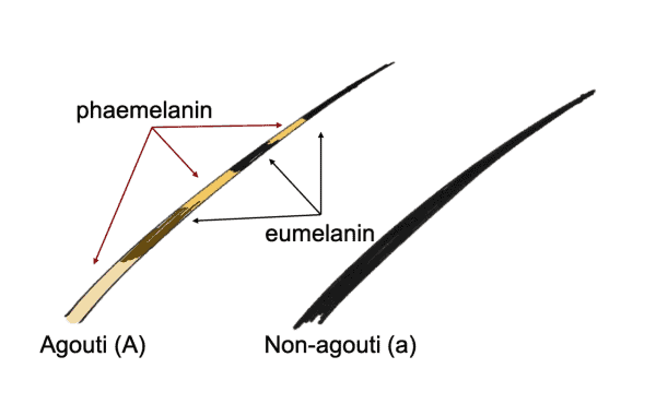 <p>Strand of hair containing multiple colors</p>