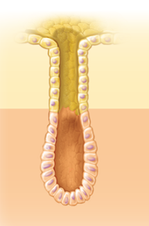 <p>long and straight </p>