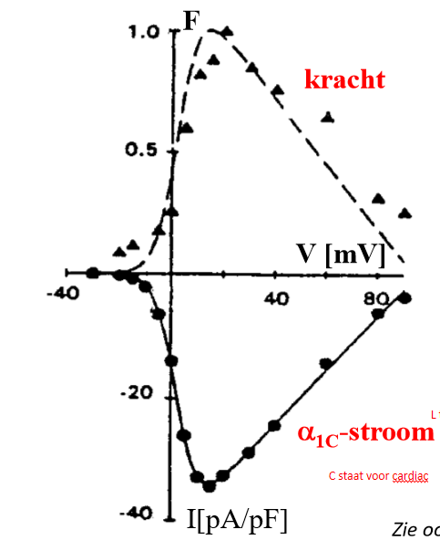 <p>→ nauwe correlatie: Ca2+ influx via L-type/spanningsafhankelijke Ca2+ kanalen is <strong>wel essentieel</strong> voor initiatie contractie (<-> skelet)</p>
