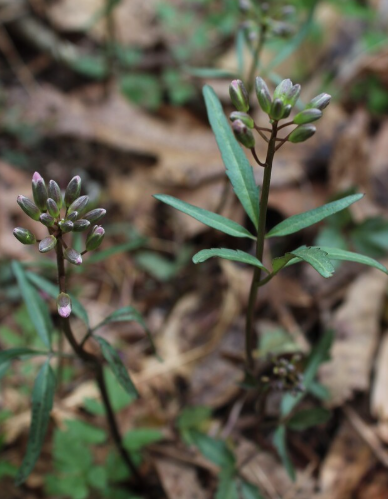 <p>A perennial herb with slender, tooth-like roots and small white flowers, commonly found in rich, moist woodlands. </p>