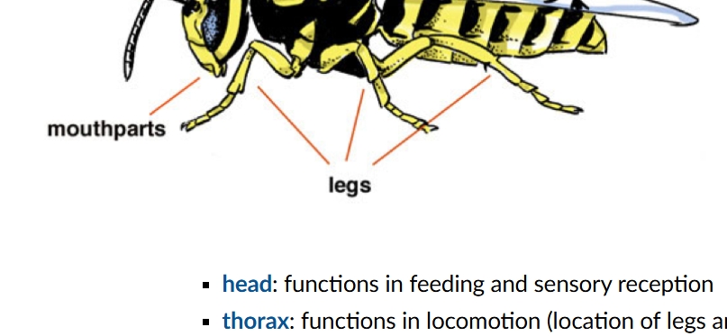 <p>Arthropods are the largest and most diverse animal phylum, making up about <strong>75% of all known animal species</strong>, with millions more yet to be discovered. They are segmented <strong>coelomates</strong> and the only invertebrates capable of <strong>flight</strong>. Unlike other ecdysozoans, their exoskeleton contains <strong>chitin</strong>.</p><p> Key Characteristics Contributing to Their Success: </p><ul><li><p class=""><strong>Segmentation</strong>: Body segments are fused into specialized regions for efficient movement.</p></li><li><p class=""><strong>Chitinous Exoskeleton</strong>: Provides waterproofing and protection.</p></li><li><p class=""><strong>Jointed Appendages</strong>: Allow for fast and flexible movement.</p></li><li><p class=""><strong>Highly Developed Senses</strong>: Includes vision, chemoreception, and sensory hairs.</p></li><li><p class=""><strong>Rapid Reproduction</strong>: Short life cycles and large numbers of offspring.</p></li><li><p class=""><strong>Varied Respiratory Systems</strong>:</p><ul><li><p class=""><strong>Gills</strong> (aquatic species)</p></li><li><p class=""><strong>Book gills</strong> (horseshoe crabs, large spiders)</p></li><li><p class=""><strong>Trachea and spiracles</strong> (terrestrial species)</p></li></ul></li><li><p class=""><strong>Metamorphosis</strong>: Reduces competition between adults and immature stages by separating habitat and food sources (e.g., mosquito larvae are aquatic, adults are terrestrial).</p></li></ul><p> Arthropod Subphyla: </p><p class=""><strong>Subphylum Chelicerata</strong> (e.g., spiders, scorpions, ticks):</p><ul><li><p class="">No antennae</p></li><li><p class="">Body: cephalothorax &amp; abdomen</p></li><li><p class="">Mouthparts: <strong>chelicerae</strong> and <strong>pedipalps</strong></p></li><li><p class="">Respiration: <strong>book gills</strong> and/or <strong>trachea</strong></p></li></ul><p class=""><strong>Subphylum Crustacea</strong> (e.g., crabs, lobsters, shrimp):</p><ul><li><p class="">Two pairs of antennae</p></li><li><p class="">Body: cephalothorax &amp; multipart abdomen</p></li><li><p class="">Mouthparts: <strong>mandibles</strong> and <strong>maxillae</strong></p></li><li><p class="">Respiration: <strong>gills</strong></p></li></ul><p class=""><strong>Subphylum Myriapoda</strong> (centipedes &amp; millipedes):</p><ul><li><p class="">One pair of antennae</p></li><li><p class="">Body: head &amp; trunk</p></li><li><p class="">Mouthparts: <strong>mandibles</strong> and <strong>maxillae</strong></p></li><li><p class="">Respiration: <strong>trachea</strong></p></li></ul><p class=""><strong>Subphylum Hexapoda</strong> (insects):</p><ul><li><p class="">One pair of antennae</p></li><li><p class="">Body: head, thorax &amp; abdomen</p></li><li><p class="">Mouthparts: <strong>mandibles</strong> and <strong>maxillae</strong></p></li><li><p class="">Respiration: <strong>trachea</strong> (some larvae have <strong>tracheal gills</strong>)</p></li><li><p class="">Only arthropod group capable of <strong>flight</strong></p></li></ul><p></p>