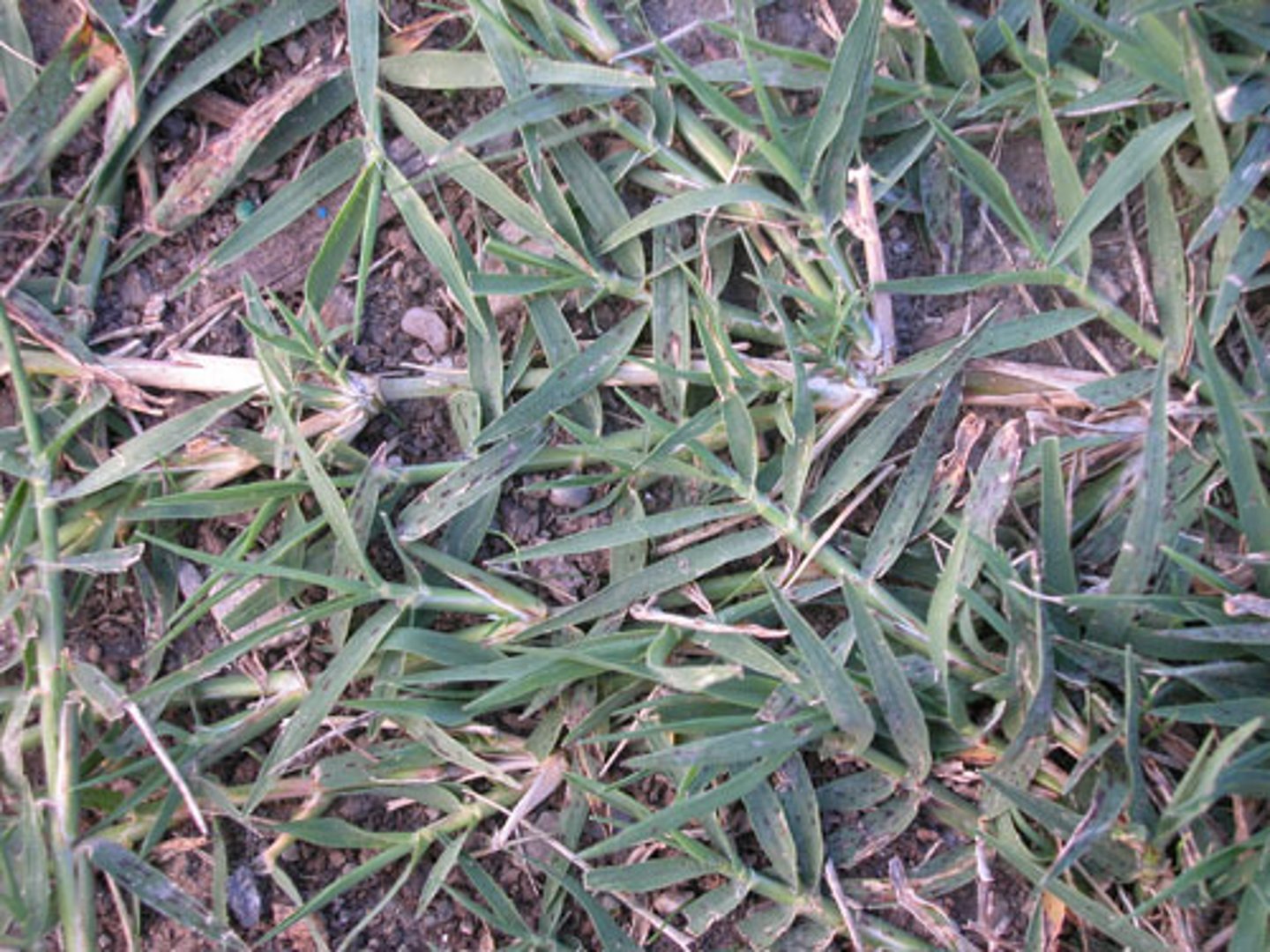 <p>Folded vernation, pointed leaf tip, stoloniferous and rhizotomous </p>
