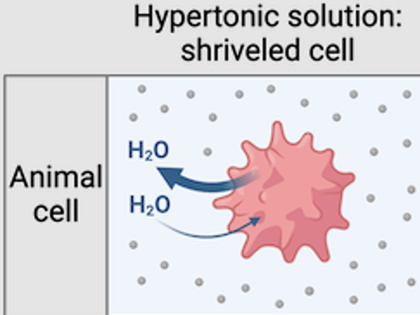 <p>the cell loses water so it shrivels up &amp; dies</p>
