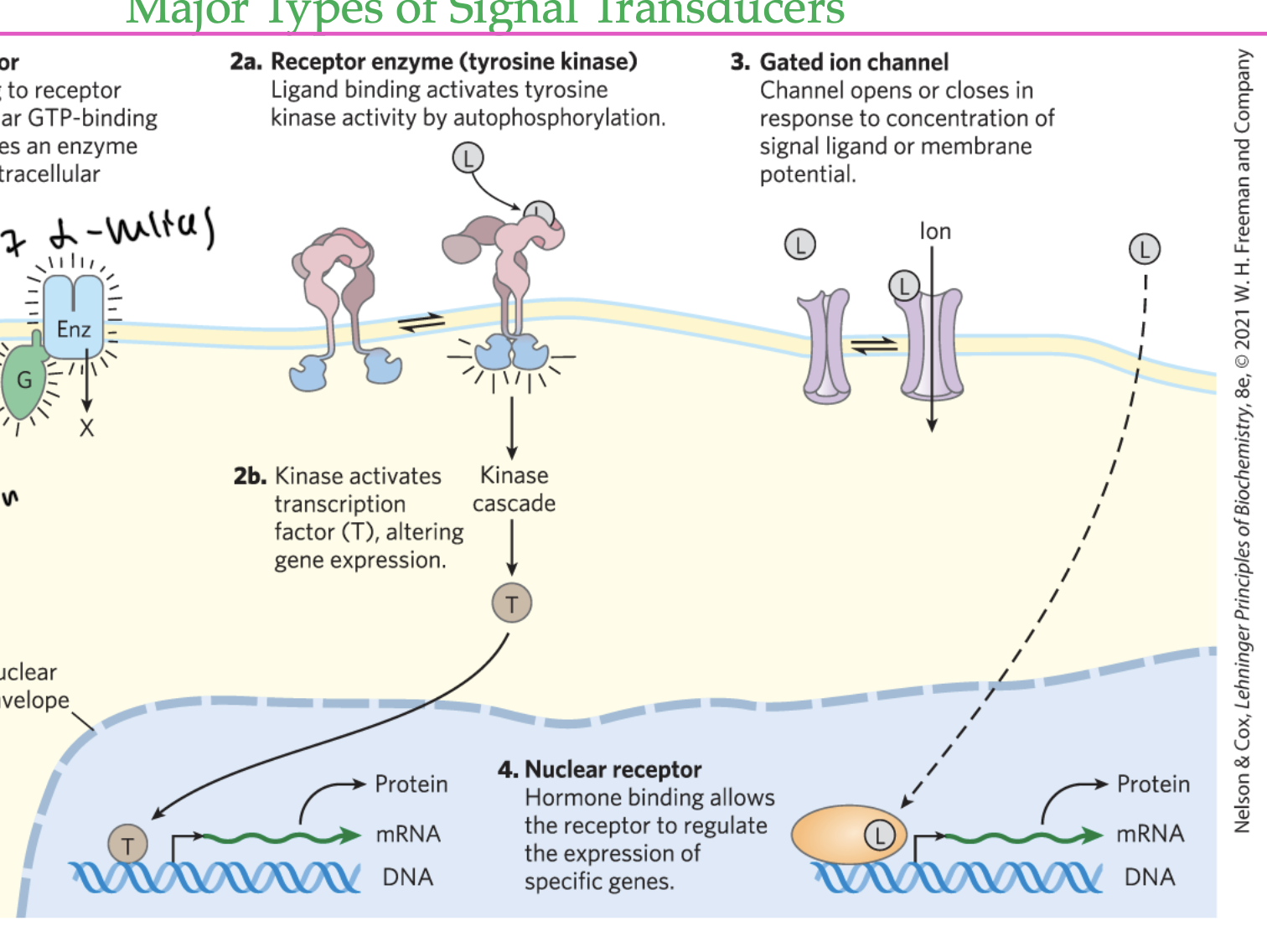 <p>ligand binding activates a tyrosine kinase by autophosphorylation, causing a kinase cascade, eventually altering gene expression</p>