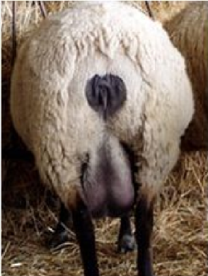 <ul><li><p>The act of clipping the area around the ewe’s perineum and udder prior to lambing </p></li></ul>