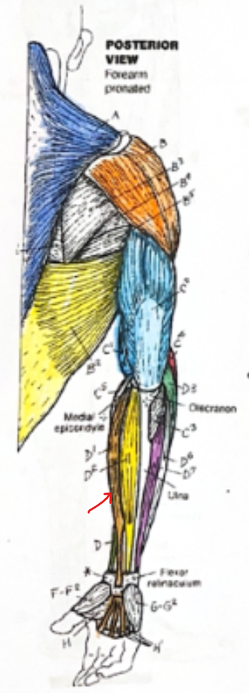 <p>Orange section</p>
