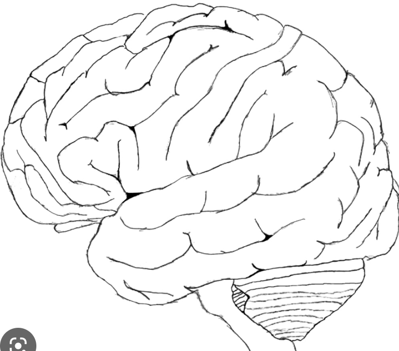 separates frontal lobe from temporal lobe