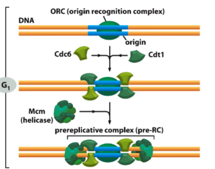 <p>The pre-RC is a protein complex that licenses DNA for replication. It forms during G1 phase at replication origins</p>