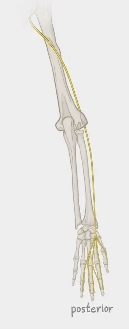 <p>What nerve is this? What plexus does it originate?</p>