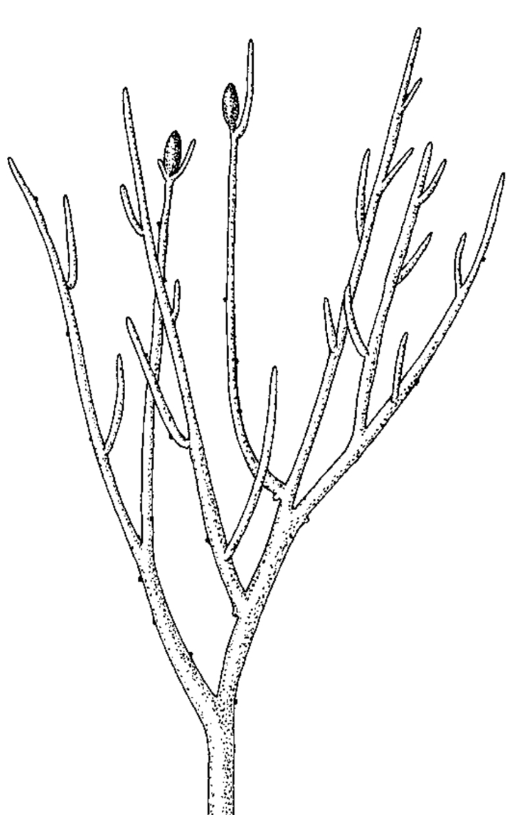 <p>425 Mya </p><p>Simple dichotomousy branched (lateral branching) axes,lacking roots and leaves. Conducting cells are similar to bryophytes </p><p>Branched axis with multiple sporangia </p>