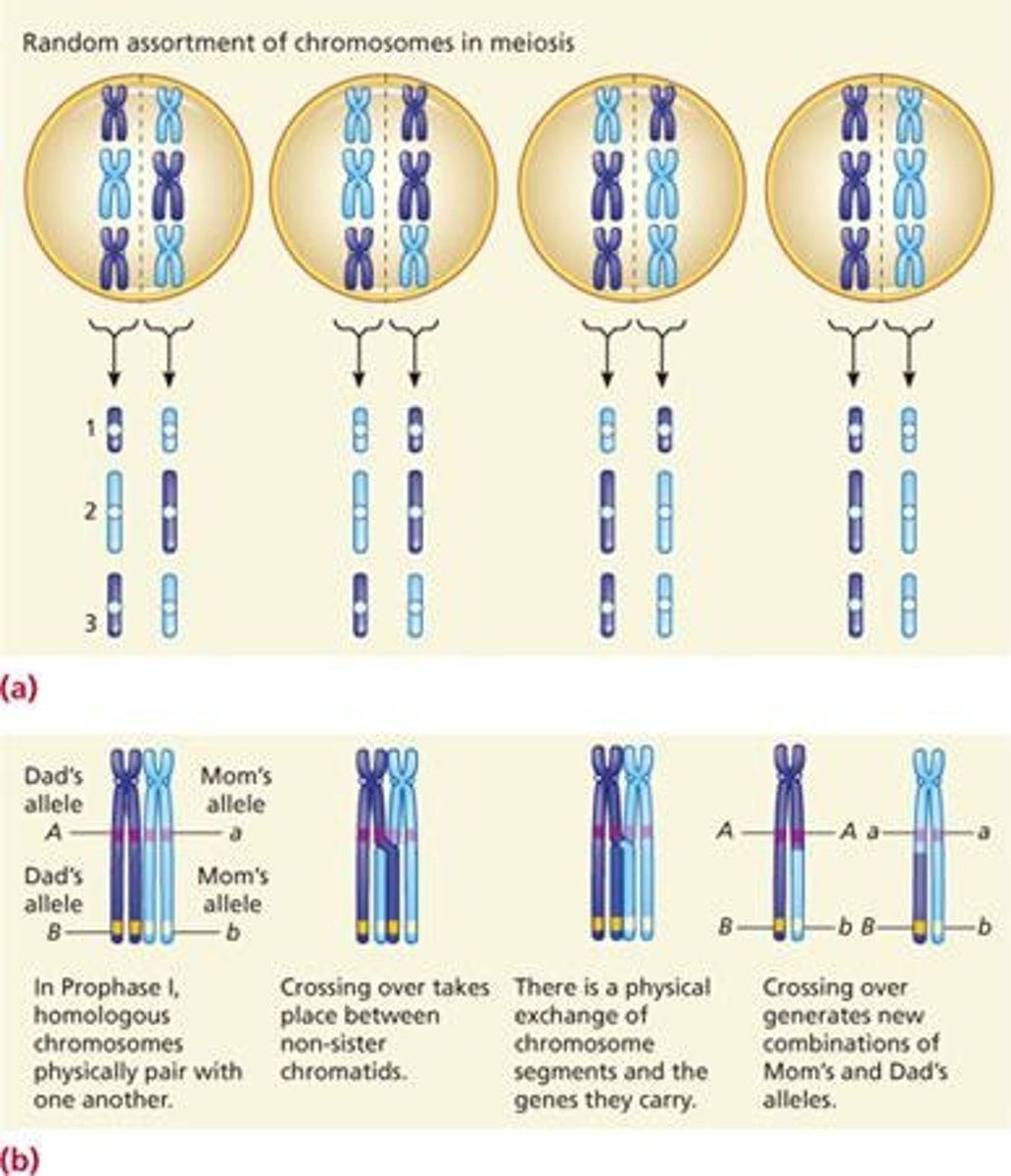 <p>First stage of meiosis, homologous chromosomes separate.</p>