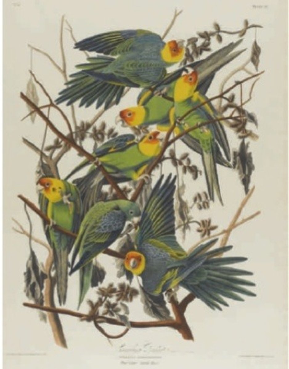 <p>Audubon</p>