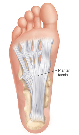 plantar aponeurosis