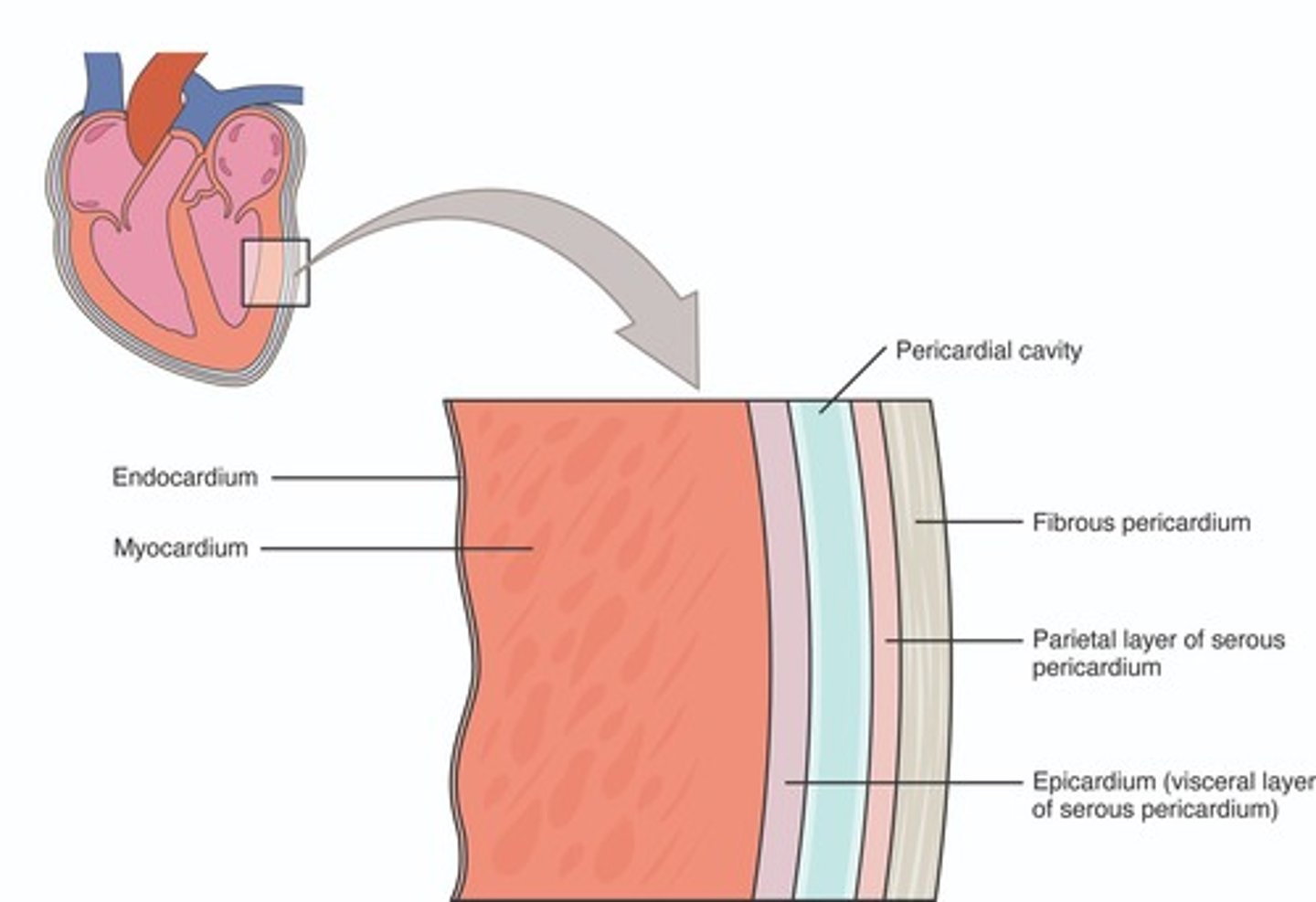 <p>Protective sac surrounding the heart.</p>