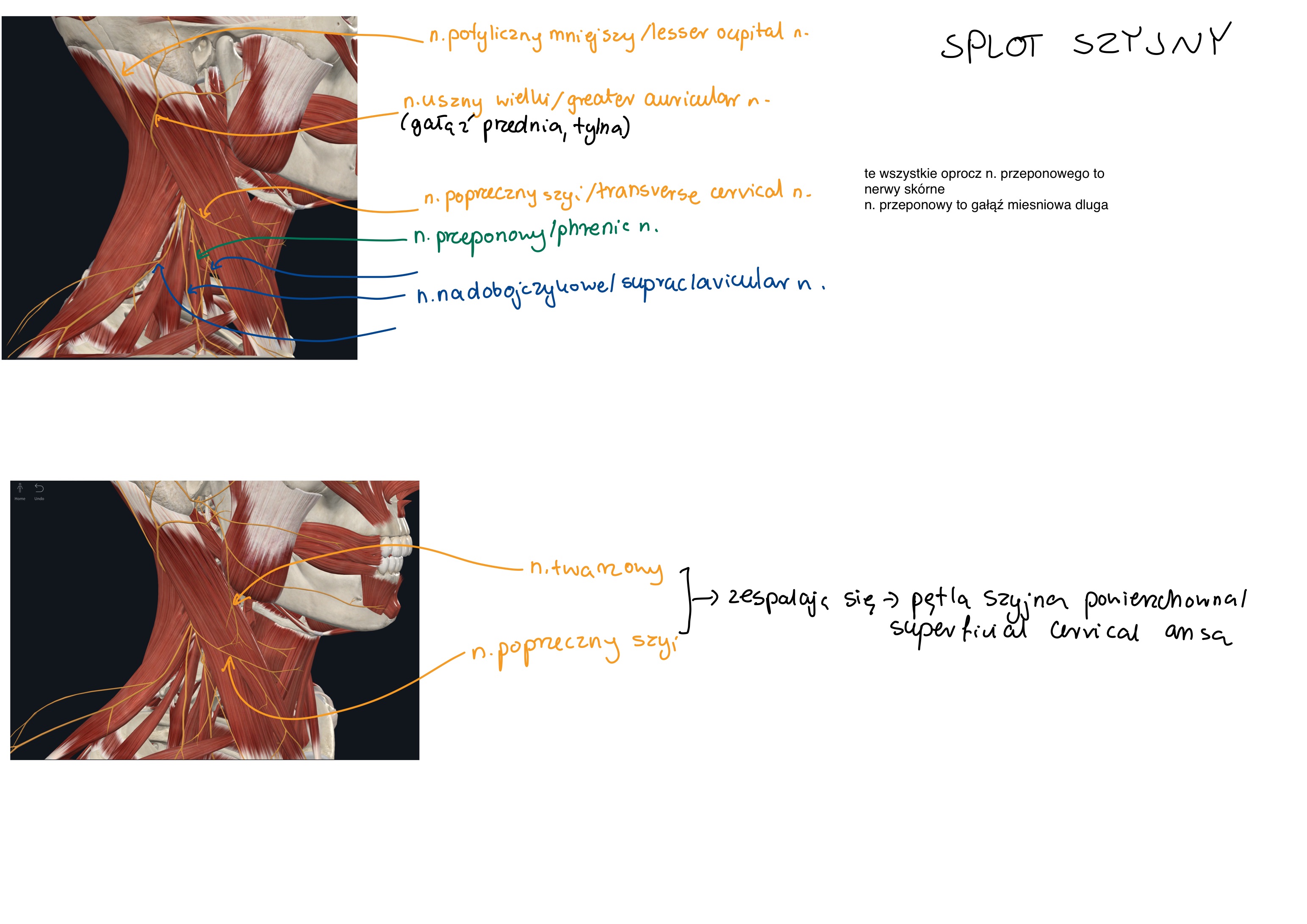 <ul><li><p>n. potyliczny mniejszy / lesser occipital n.</p></li><li><p>n. uszny wielki / greater auricular nerve</p></li><li><p>n. poprzeczny szyi / transverse cervical n. (jedna z gałęzi górnych zespala się&nbsp;z gałęzią&nbsp;szyi n. twarzowego » pętla szyjna powierzchowna)</p></li><li><p>n. nadobojczykowe / supraclavicular nerve</p></li></ul><p></p>