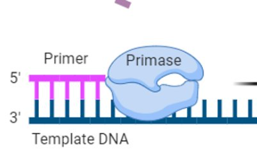 <p>synthesizes primer, makes primer out of RNA</p>