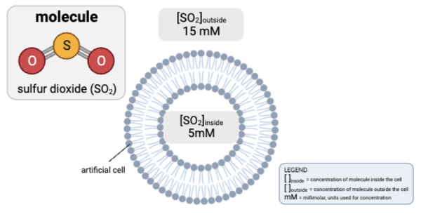 <p>Choose the reasoning that supports your answer. Select <strong>all</strong> that apply.</p><ul><li><p><span>a. The concentration gradient would favor the net diffusion of SO<sub>2</sub> out of the cell.</span></p><p></p></li><li><p><span>b. The concentration gradient would favor the net diffusion of SO<sub>2</sub> into the cell.&nbsp;</span></p><p></p></li><li><p><span>c. The concentration gradient would not favor the net diffusion of SO<sub>2</sub> in either direction.</span></p><p></p></li><li><p><span>d. Because SO<sub>2</sub> is charged, it cannot pass through a phospholipid bilayer by simple diffusion.</span></p><p><span>e. Because SO<sub>2</sub> is partially charged but small in size, it can pass through a phospholipid bilayer by simple diffusion.&nbsp;</span></p><p></p></li><li><p><span>f. Because SO<sub>2</sub> is nonpolar, it can pass through a phospholipid bilayer by simple diffusion.</span></p></li></ul><p></p>