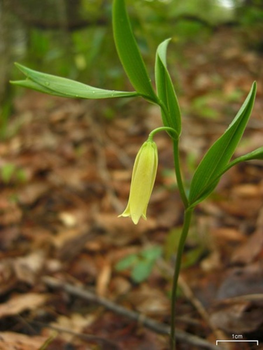 <ul><li><p>arching stem where flower hangs down from</p></li><li><p>hypogenous with cream/yellow floral cup</p></li><li><p>lacunar leaves</p></li></ul><p>Genus</p>