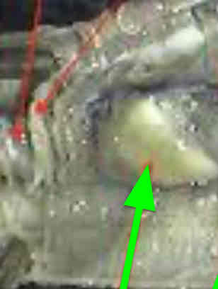 <p>Identify this structure</p>