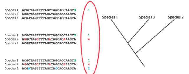 <p>Using sequenced genome, we can reconstruct the evolutionary history of HIV, and draw relationships. Made from alignment of DNA sequence.</p>