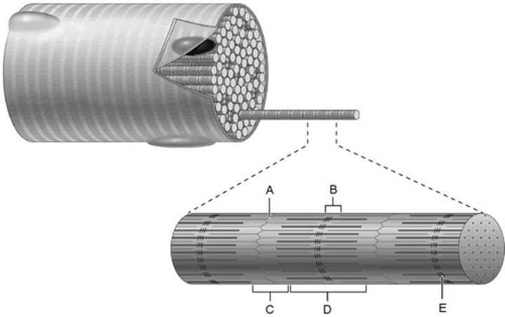 <p>C</p>