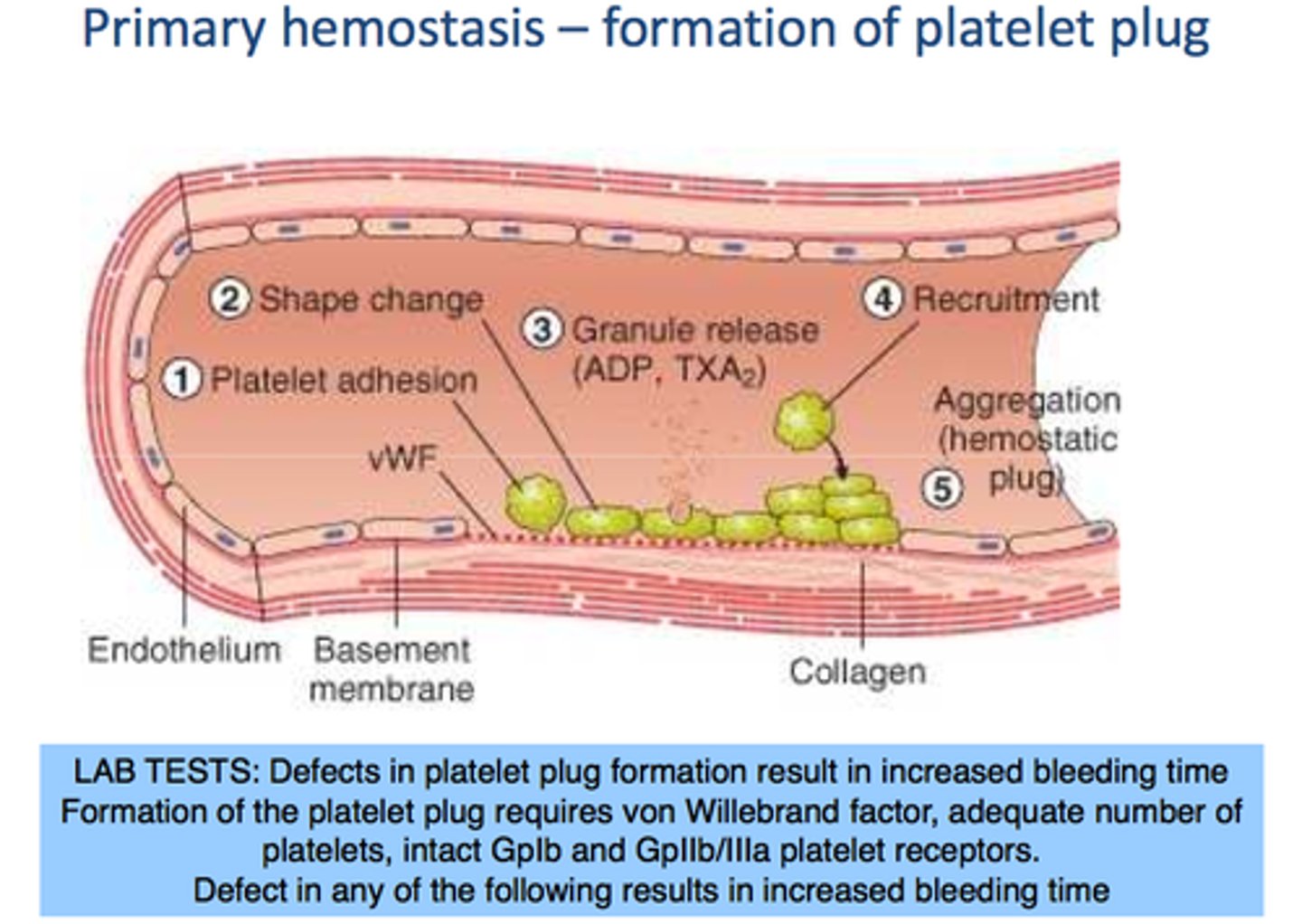 <p>Circulating platelets are activated to become sticky and adhere to exposed collagen,forming a loose, temporary platelet plug that limits blood loss.</p>