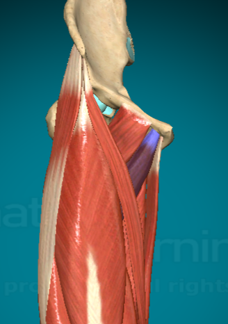 <p>What action does the Adductor Brevis allow for?</p>