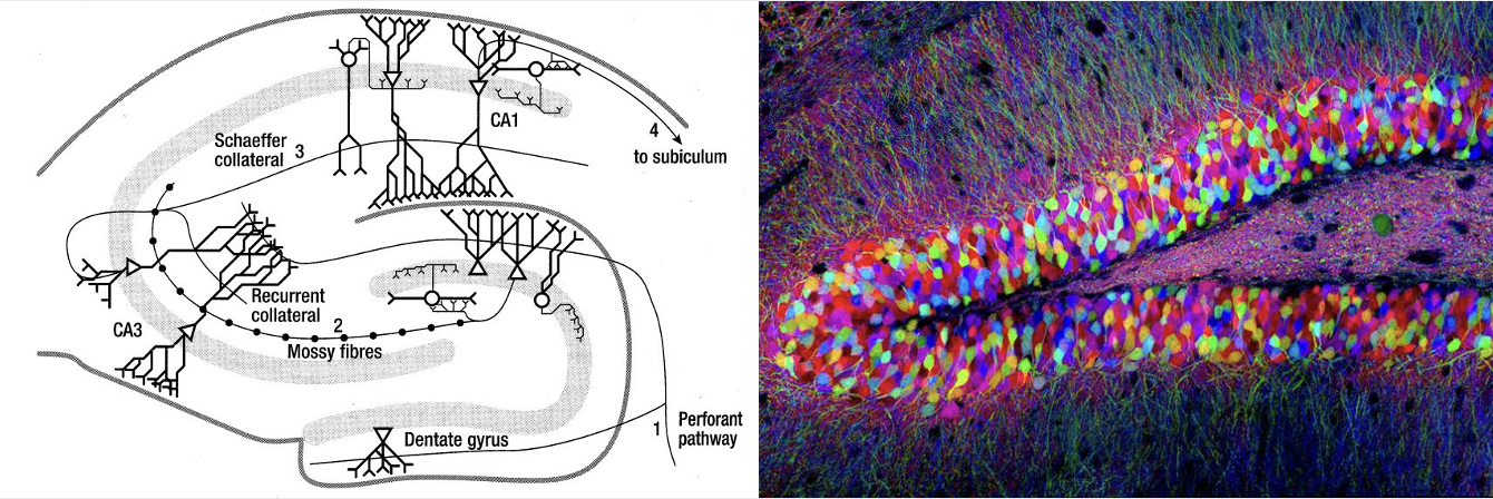 <ul><li><p><strong>Memory Formation:</strong></p><ul><li><p><strong>Process:</strong> Cells that fire at the same time become associated, leading to memory formation.</p></li></ul></li><li><p><strong>Memory Recall:</strong></p><ul><li><p><strong>Mechanism:</strong> When some of these cells are reactivated, they can reactivate the entire network, enabling memory recall.</p></li></ul></li><li><p><strong>Potential for Epilepsy:</strong></p><ul><li><p>The same network that facilitates memory formation and recall can also become epileptic under certain conditions.</p></li></ul></li></ul><p></p>