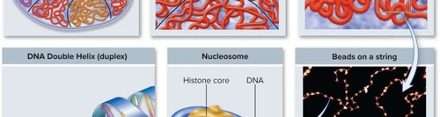 <p>DNA wrapped around histone proteins.</p>