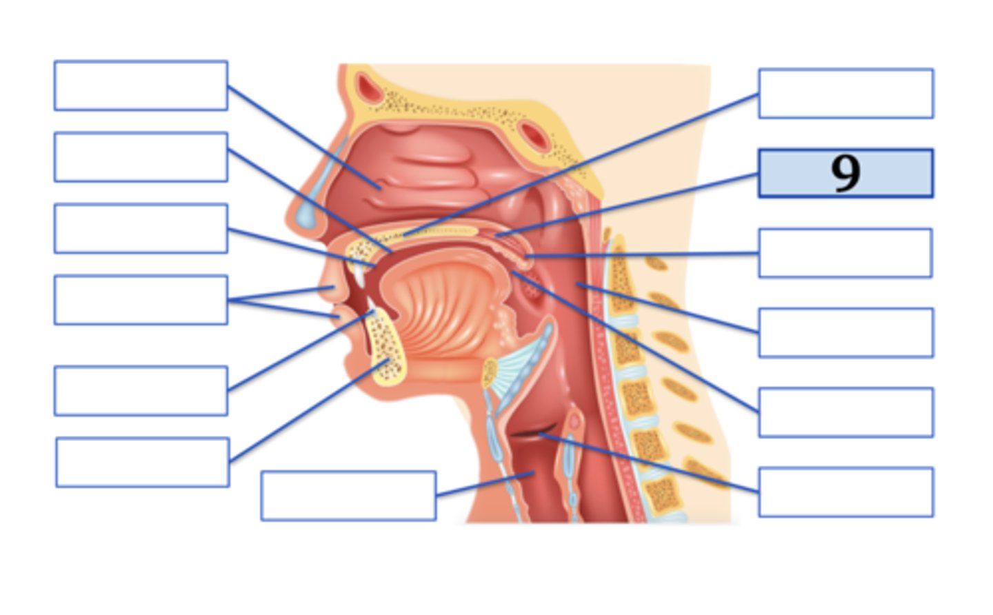 <p>velum;</p><p>voiced velar plosive</p>
