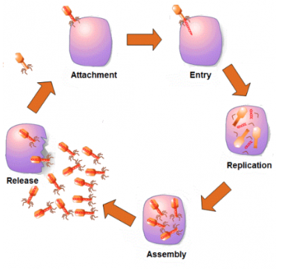 <p>they are not cells and not living</p><p>they are tiny (1/100th of bacteria)</p><p>they reproduce rapidly inside your body </p><p>they live inside your cells and replicate themselves using cell machinery. the cell usually bursts releasing all new viruses that find new cells to take over. the cell damage is what makes you feel ill.</p>