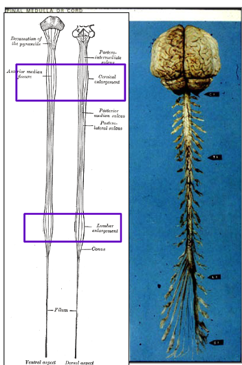 <p>cervical enlargement → C5-T1</p><p>lumbar enlargement → L2-S3</p>
