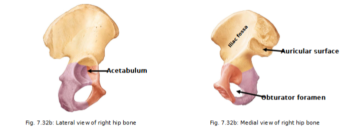 <ul><li><p>large flaring bone that forms most of os coxa</p></li><li><p>iliac crest (superior border); iliac spines (attachment of muscles)</p></li><li><p>Greater sciatic notch</p></li><li><p>Auricular surface: connects to sacrum to make sacral ilium </p></li><li><p>anteriorly, the body of the ilium joins the ischium and the pubis</p></li></ul><p></p>