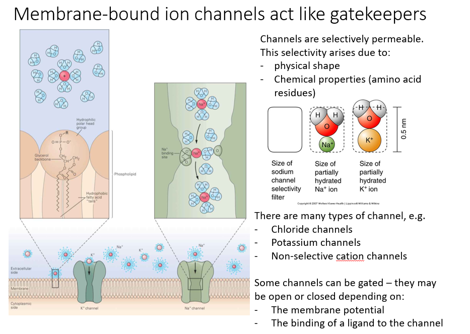 <p>amino acids (linked by peptide bonds) produce a polypeptide chain. Multiple polypeptide chains can associate to form subunits. Subunits can come together to form ion channels.</p><div data-type="horizontalRule"><hr></div><p>Ions can only easily cross the phospholipid membrane via specialized proteins that form ion channels an pumps.</p><ul><li><p>Due to the hydrophilic and hydrophobic nature of the membrane, both ions and water will be unable to cross the membrane. </p></li><li><p>membrane-bound channels act as gatekeepers. </p></li></ul><p></p><p><strong><u>How can membranes be selectively permeable?</u></strong></p><ul><li><p>E.g. <strong>Sodium channels</strong> have a quite narrow internal structure which partly prevents movement through it. But there are also effective sodium binding sites that only allow positively charged ions to move through. And it has to shed the associated water molecules before it will actually physically fit through. So it is selectively permeable for a specific charge and size of ion.</p></li></ul><p></p>
