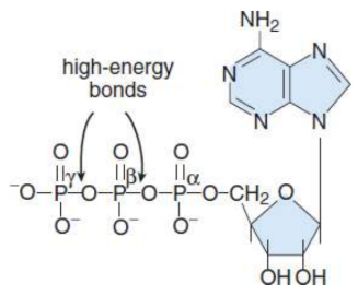 <p>formed when one or more phosphate groups are attached to C-5′ of a nucleoside; named according to the number of phosphates present; high-energy compounds because of the energy associated with the repulsion between closely associated negative charges on the phosphate groups</p>