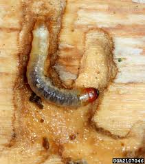 <p><span>&nbsp;Larvae that tunnel into wood or plant stems, causing structural damage and weakening plants. (broad term- could be more than one species)</span></p>