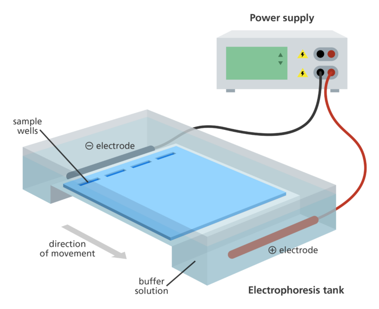 <p>a method of seperation and analysis of biomacromolecules and their fragments based on their size and shapes</p><ol><li><p>amino acid mixture is placed in the sample wells of the gel (usualy polyacrylamide)</p></li><li><p>A potential difference (voltage) is applied</p></li><li><p>amino acids with a positive charge in the buffer are attracted to the cathode, vice versa (smaller goes further also)</p></li><li><p>once seperated, sprayed with ninhydrin (organic dye)</p></li><li><p>identified by measuring distance travelled then comparing to known samples</p></li></ol>