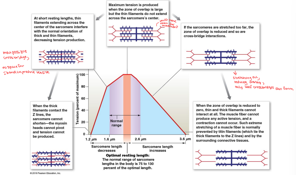 <p>Such extreme stretching of a muscle fiber is normally prevented by ___ filaments, which tie the thick filaments to the z lines, and by the surrounding connective tissues.</p>