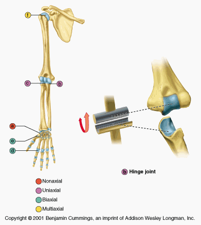<p>Hinge Joint</p>