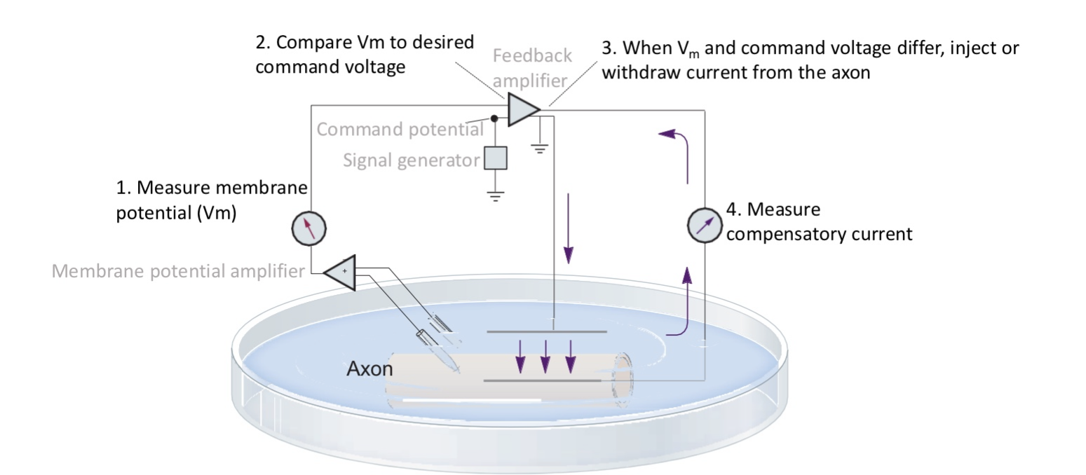 <p>Voltage clamping squid giant axon used to…</p>