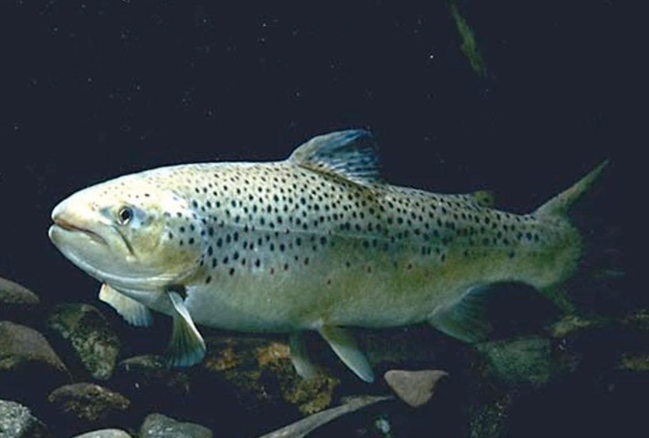 Brown trout
