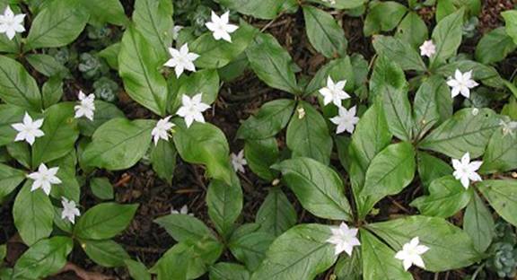 <p>Pacific Star Flower</p>